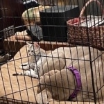 10-14-2020-Ziggy-laying-in-the-open-kennel-with-dog-pal-Coda