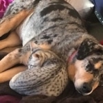 10-15-2020-Ziggy-curled-up-with-Bailey-for-a-little-cat-dog-nap