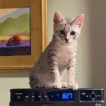 10-2-2020-Ziggy-on-top-of-the-cable-box