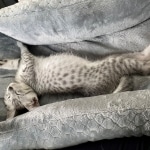 8-30-2020-Ziggy-on-the-ride-home-1