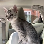 9-21-2020-Ziggy-waiting-for-the-okay-to-go-into-the-vet