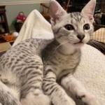 9-29-2020-Ziggy-3-months-old