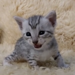 Mau, silver, Male, DOB 6-29-20