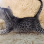 Mau, silver, Male, DOB 6-29-20