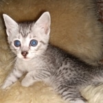 Mau, silver, Male, DOB 6-29-20