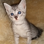 Mau, silver, Male, DOB 6-29-20