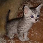 Mau, silver, Male, DOB 6-29-20