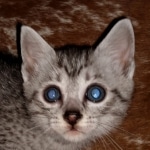 Mau, silver, Male, DOB 6-29-20