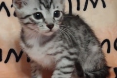 Egyptian Mau Silver Male #2 DOB 7-5-24