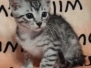 Egyptian Mau Silver Male #2 DOB 7-5-24