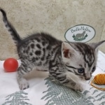 Silver-Egyptian-Mau-Male-a
