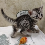 Silver-Egyptian-Mau-Male-b