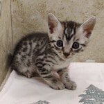 Silver-Egyptian-Mau-Male-c