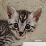 Silver-Egyptian-Mau-Male-d