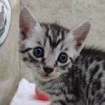 Silver-Egyptian-Mau-Male-f