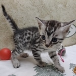 Silver-Egyptian-Mau-Male
