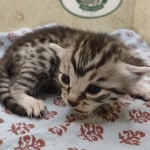 Egyptian Mau silver male