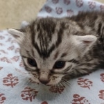Egyptian Mau silver male