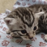 Egyptian Mau silver male