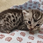 Egyptian Mau silver male