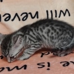 Silver-Egyptian-Mau-Male