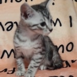 Silver-Egyptian-Mau-Male