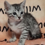 Silver-Egyptian-Mau-Male