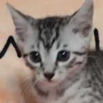 Silver-Egyptian-Mau-Male