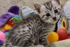 Zero Egyptian Mau Silver Male #2 DOB 8-19-22