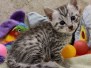 Zero Egyptian Mau Silver Male #2 DOB 8-19-22