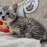 Mau Silver Male DOB 8-19-22