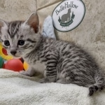 Mau Silver Male DOB 8-19-22