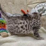 Mau Silver Male DOB 8-19-22