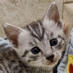 Mau Silver Male DOB 8-19-22