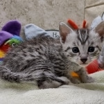 Mau Silver Male DOB 8-19-22