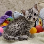 Mau Silver Male DOB 8-19-22