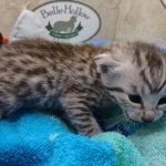 Mau Silver Male DOB 8-19-22