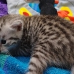 Mau Silver Male DOB 8-19-22