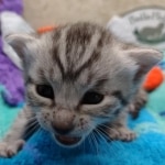 Mau Silver Male DOB 8-19-22