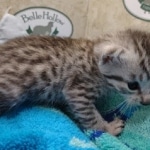 Mau Silver Male DOB 8-19-22