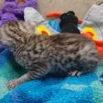 Mau Silver Male DOB 8-19-22