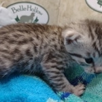 Mau Silver Male DOB 8-19-22