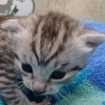 Mau Silver Male DOB 8-19-22