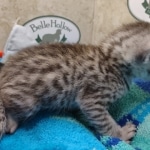 Mau Silver Male DOB 8-19-22