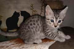 Goku Egyptian Mau Silver Male #2 DOB 8-24-20