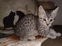 Goku Egyptian Mau Silver Male #2 DOB 8-24-20