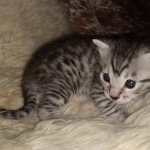 Mau, Silver, Male, DOB 8-24-20