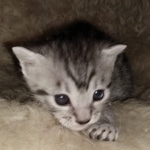 Mau, Silver, Male, DOB 8-24-20