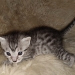 Mau, Silver, Male, DOB 8-24-20
