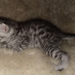 Mau, Silver, Male, DOB 8-24-20